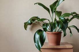 Asegúrate que el recipiente hancock sugiere siete (7) opciones creativas en el uso de plantas para la decoración. Plantas Para Interiores Decora Tu Casa Este 2021