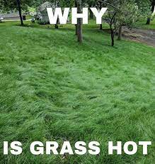 Go Touch Some Grass Ok Mf I Think I Will Lipbite In 2021 Pinterest Memes Stupid Funny Memes Fb Memes