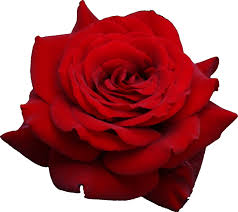 rose hd png rose png image free picture download - PNG #1753 ...