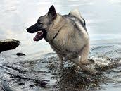 Image result for norský losí pes šedý