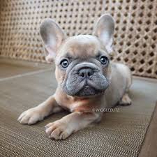 The dilution gene affects eumelanin (liver and black coats), in some instances, the red coat as well. Blue Grey Fawn Colors Blue Grey Fawn French Bulldog Puppies Pets Lovers