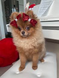 Little Michelle : r/DOG