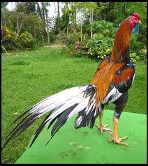Gambar Ayam Bangkok Bagus Dan Istimewa Ayam Juara Ayam Gambar Flora Dan Fauna Ayam Betina