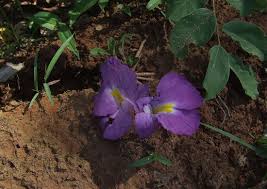 Image result for Siphonochilus aethiopicus