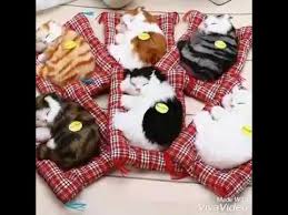 Yagina Home Uyuyan Pelus Kediler Youtube