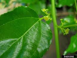 Image result for Colubrina asiatica
