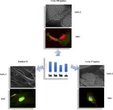 Live dangdut star pentas akhir. Pyramidal Shaped Ceria Nano Biointerfaces For Studying The Early Bone Cell Response Sciencedirect