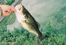 北海道で釣れないお魚たち（フィルム写真より） - ヲタキッシュ（利尻島で釣り三昧のブログでした）