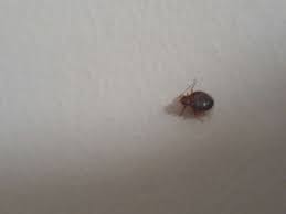 mon temoignage punaise de lit a paris 11ieme antipunaises fr