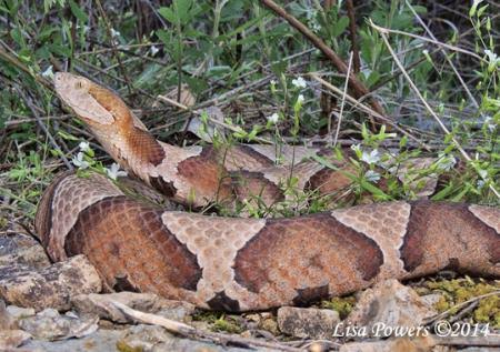 Copperhead (Agkistrodon contortrix) | Kentucky Snake Identification