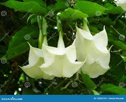 Image result for dipladenie suaveolens obrázek