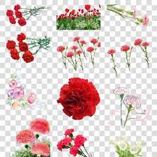 红花图片大全鲜花safflower picture daquan flowers hd images image