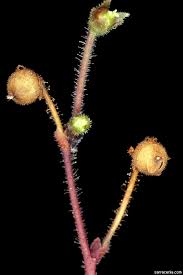 Image result for Genlisea africana