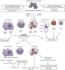 Several clinical studies demonstrated a clear association between this form of pneumonia and s. Bacterial Survival Amidst An Immune Onslaught The Contribution Of The Staphylococcus Aureus Leukotoxins