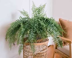 Finding out exact information about poisonous and how much was consumed? 19 Houseplants Safe For Cats And Dogs