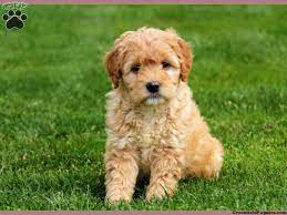 Darla Mini Goldendoodle Puppy For Sale From Gordonville Pa Miniature Goldendoodle Puppies Goldendoodle Goldendoodle Puppy