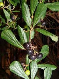 Image result for Rhoicissus