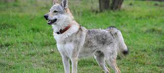 Weitere ideen zu wolfshund, tschechoslowakischer wolfshund, wolf hunde. Tschechoslowakischer Wolfshund Alle Infos In Unserem Rasseportrait
