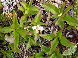 Image result for Cornaceae