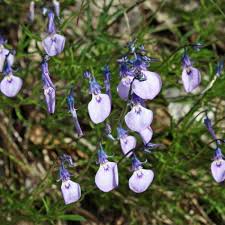 Image result for Coleus calycinus