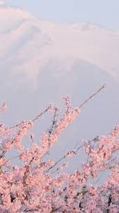 If you're looking for the best aesthetic tumblr backgrounds then wallpapertag is the place to be. Sakura Wallpaper Tumblr Aesthetic Backgrounds Pastel Pink Aesthetic Pink Aesthetic