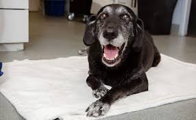 Posts should be tagged with an s or with the first letter of the item. Senior Care Carolina Pets Animal Hospital
