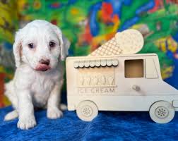 Weekly bloopers of 5-week-old puppies?