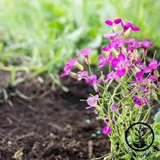 Image result for Arabis
