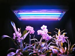 One of the hottest topics currently in the horticultural diy lighting industry is fluorescent vs led grow lights for my grow operation? Growing With Artificial Light Bob S Market And Greenhouses