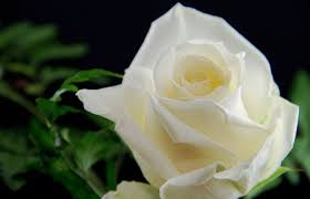 Silakan simak yang berikut ini. 50 Gambar Bunga Mawar Tercantik Di Dunia Warna Putih Ungu Pink Dan Hitam Salamadian