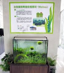 Mini Marimo Ball X 3 Live Aquarium Plant Fish Tank Fish Tank Plants Marimo Planted Aquarium