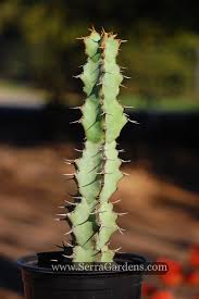 Cactus thorns— spikes and glochids. Euphorbia Coerulescens Cacti Com