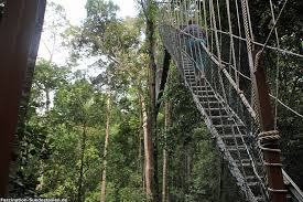 The name taman negara (national park) is synonymous with birdwatching in peninsular malaysia. Taman Negara Nationalpark Sehenswurdigkeiten Anreise Unterkunfte