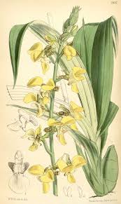 Image result for Eulophia streptopetala