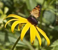 Image result for Renealmia susanneae-katziae