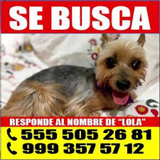 Por favor, ayúdame a que regrese Lolita a casa.ayudanos a compartir..muchas  gracias.