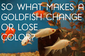 Maybe you would like to learn more about one of these? Why Do Goldfish Change Color Or Turn White Pethelpful