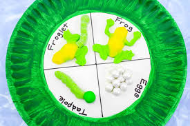 Our programs help to develop your child's skills for future academic success using their own tadpole village preschool is dedicated to developing your child's social and academic skills through active, age appropriate activities. Frog Life Cycle Paper Plate Craft For Kids In Science