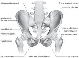 Skeletal muscle cells are multinucleate. Pelvis And Hip Musculoskeletal Key