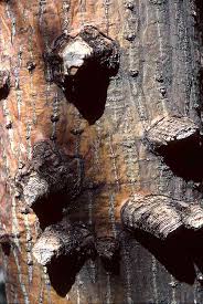 Image result for Priva flabelliformis