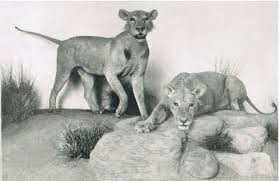 Rosny (pseudónimo de los hermanos belgas joseph henry honoré. La Verdadera Historia De Los Leones De Tsavo