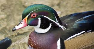 Photographer dennis newsham can't get enough of the duck. Yeah The Mandarin Is Great But Have You Seen A Wood Duck Wnyc News Wnyc
