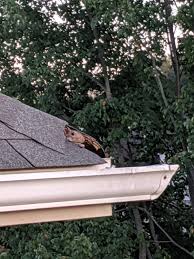 To be for sure, successful attic treatments are still a challenge for pro or diy alike even with some of the best equipment. How Much Does Squirrel Removal Cost