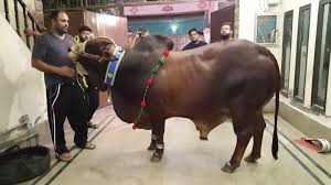 If you want your qurbani videos on our channel send your videos to (eidequrban.send@gmail.com), if your videos are larger then first upload them on google drive. Bhai Ki Choice Mashaa Allah Bohat Khubsoorat Janwar Sahiwal Cow Bull Qurbani Video Dailymotion