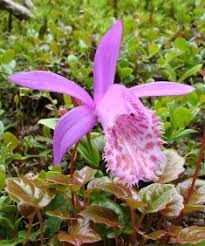 Fiore di orchidea pieno fiore nell'allevamento di orchidee. Coltivazione Pleione Orchidea Con Foto E Descrizioni Dettagliate