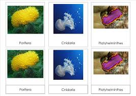 Phylum I Photo By Roguemontessori Photobucket Zoology Montessori Printables Montessori Materials