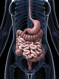 Mon chien a mal au ventre/a des gaz : Probleme De Digestion Voici Ce Qu Il Se Passe Dans Votre Ventre Quand Vous Avez Trop Mange Le Huffington Post Life