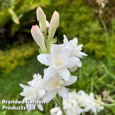 Image result for Polianthes tuberosa