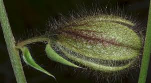 Image result for Crotalaria calycina