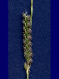 Image result for Eriochloa